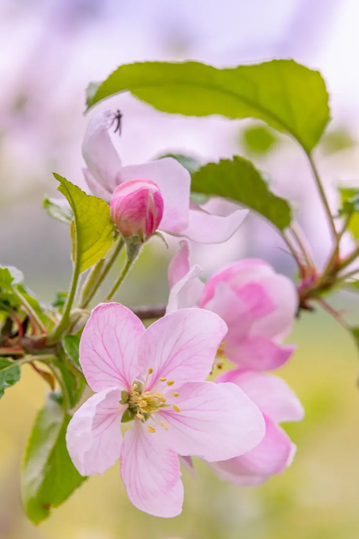 Holz-Apfel (Malus sylvestris)